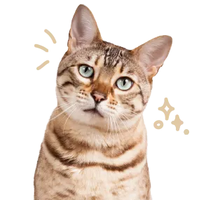 A cute ginger cat.