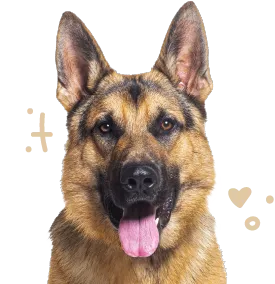 A happy looking German Shepherd dog.