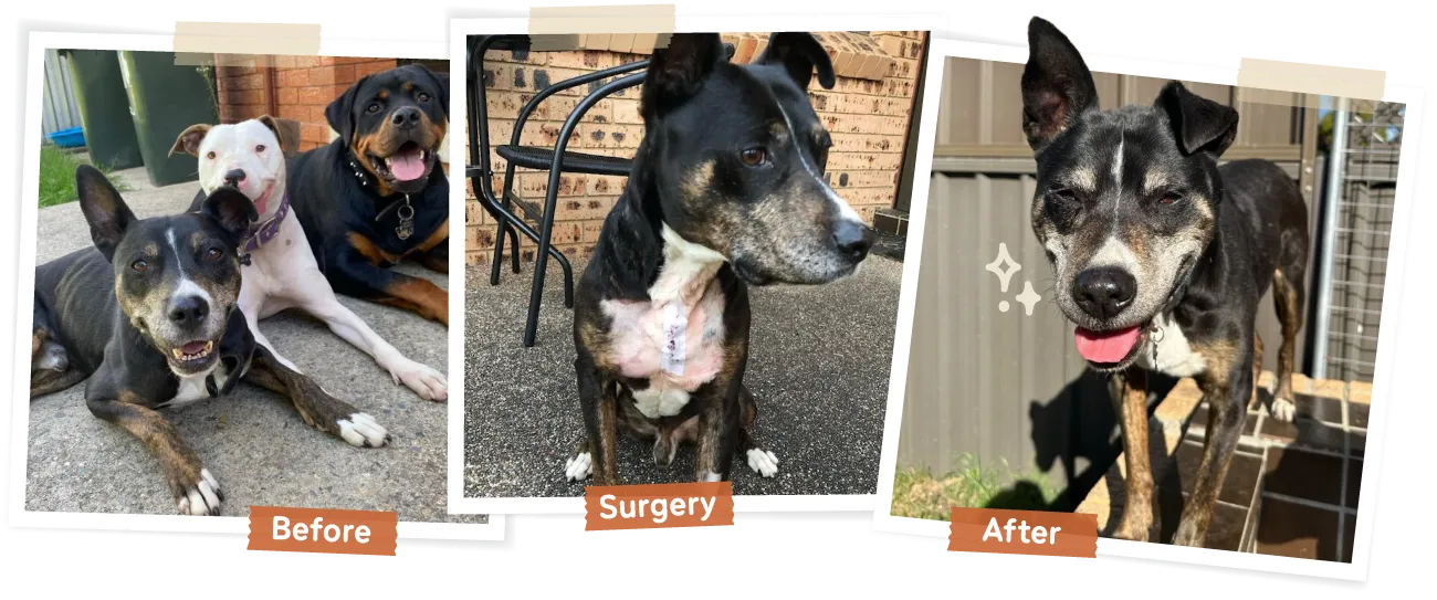 A collage showing Ammo before surgery looking skinny, immediately after surgery and then long after looking much happier.