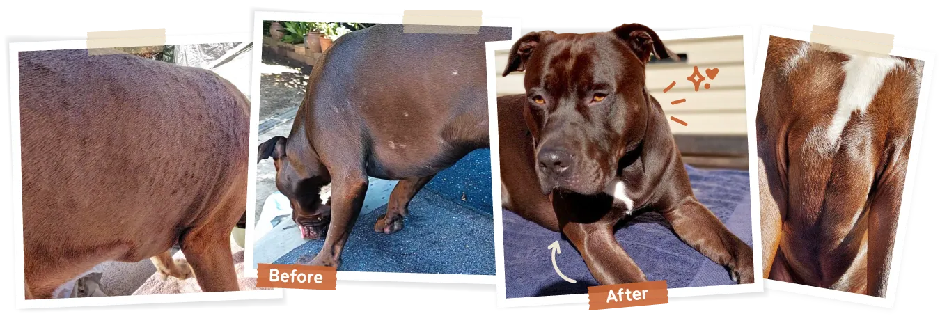 A collage of images showing Oreo's irritated skin before Big Dog pet food and a shiny healthy coat after.