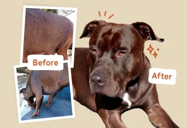 A collage of images showing Oreo's irritated skin before Big Dog pet food and a shiny healthy coat after.