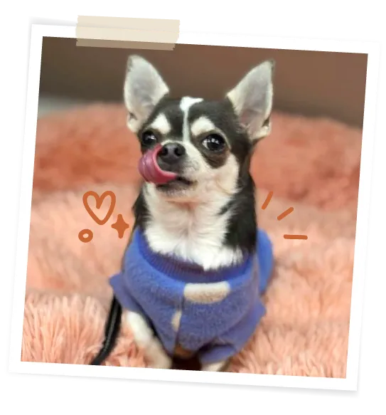 A happy looking Sadie licks her lips.