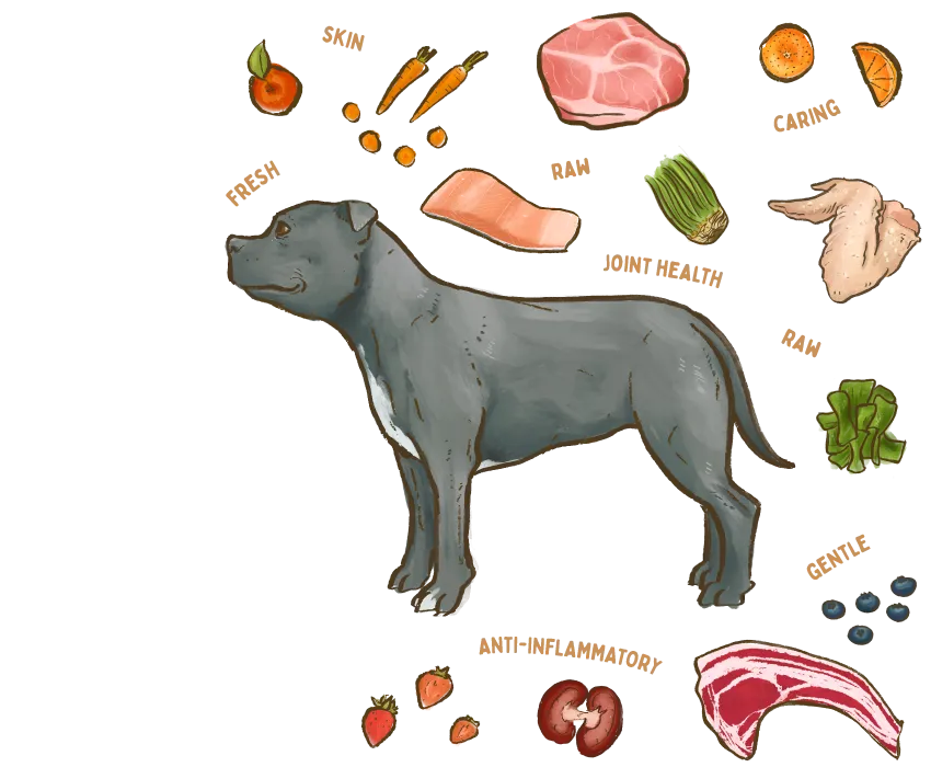 An illustration of a dog surrounded by healthy ingredients used in Big Dog Pet Food.