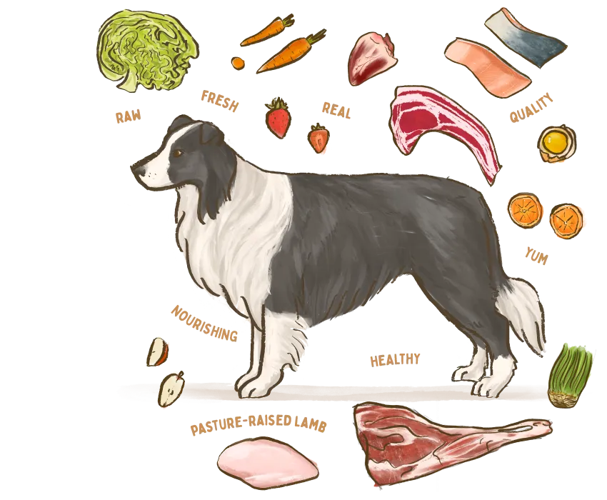 An illustration of a black and white border collie surrounded by healthy ingredients used in Big Dog Pet Foods.