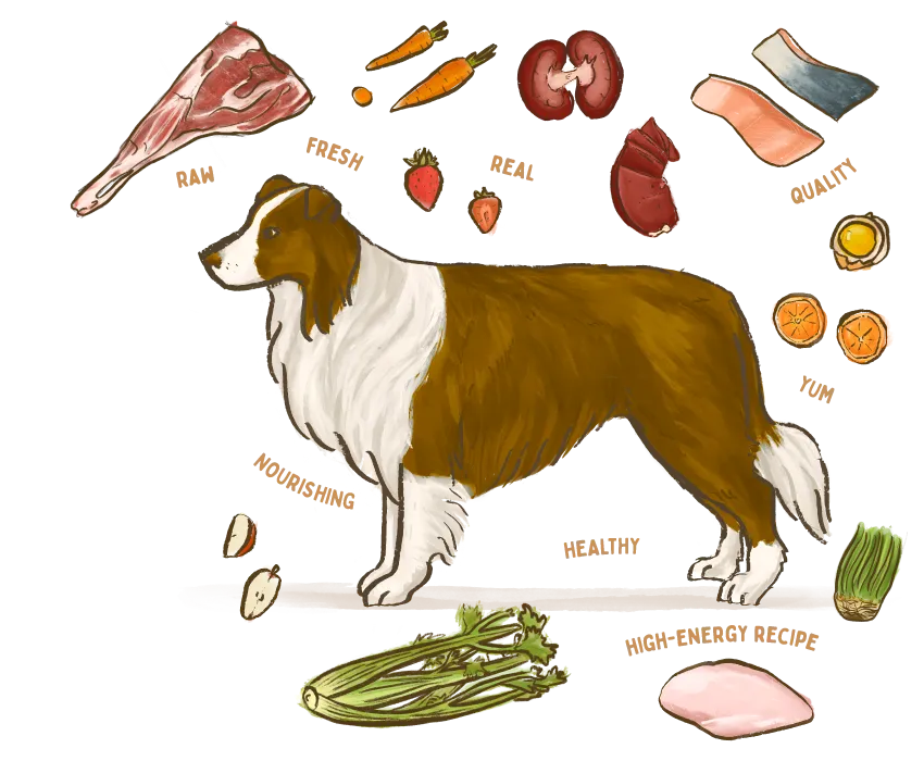 An illustration of a dog surrounded by the healthy ingredients used in Big Dog Pet Foods.