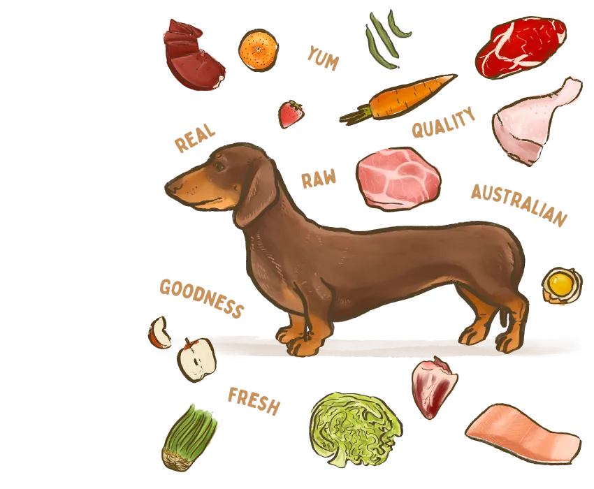An illustration of a dog surrounded by the healthy ingredients used in Big Dog Pet Foods.