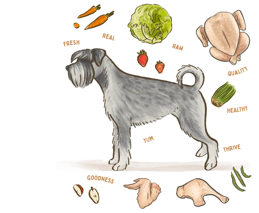 An illustration of a dog surrounded by the healthy ingredients used in Big Dog Pet Foods.