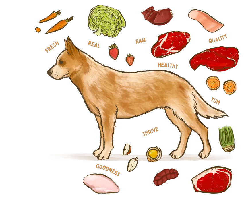 An illustration of a dog surrounded by the healthy ingredients used in Big Dog Pet Foods.