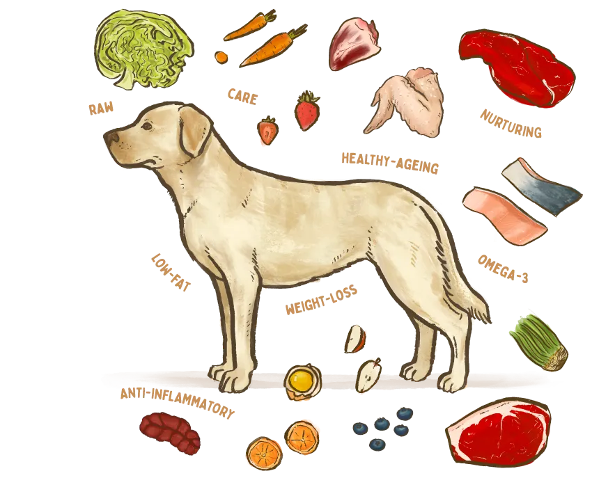 An illustration of a dog surrounded by the healthy ingredients used in Big Dog Pet Foods.