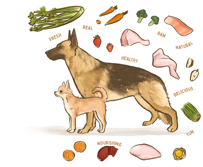An illustration of two dogs surrounded by the healthy ingredients used in Big Dog Pet Foods.