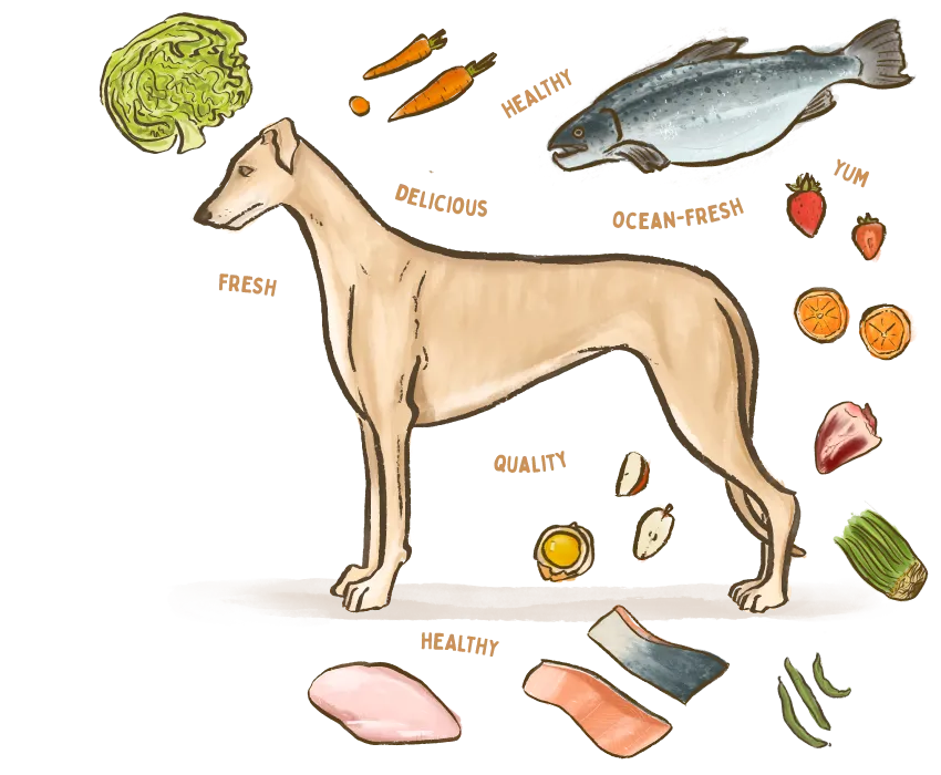 An illustration of a dog surrounded by the healthy ingredients used in Big Dog Pet Foods.