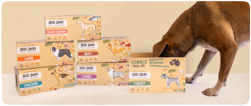 A dog has its head in a box of Big Dog pet Food with other boxes of Big Dog Pet Food in the background.