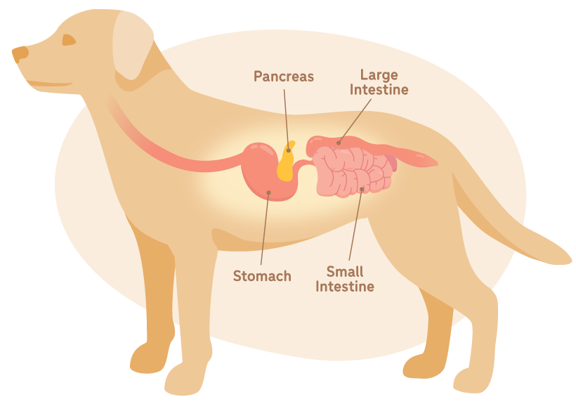 An illustration of a dog with its pancreas, large intestine, stomach and small instestine identified.
