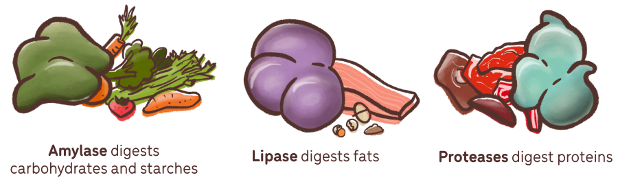 Three digestive enzymes depcited in illustrations with labels side by side, the labels read Amylase digests carbohydrates and starches, lipase digests fats and proteases digests proteins.