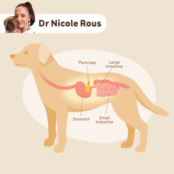 An illustration of a dog showing its pancreas, stomach and small and large intestines.