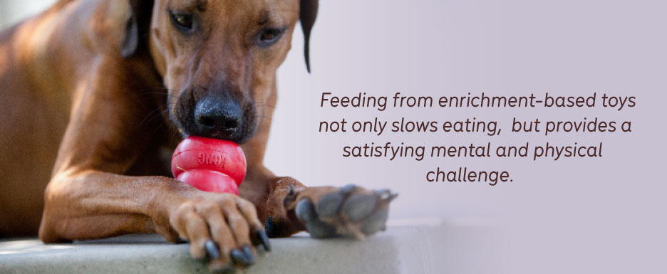 A brown dog using a Kong with the quote "Feeding from enrichment-based toys not only slows eating,  but provides a satisfying mental and physical challenge."