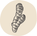 illustration of turmeric root