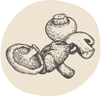 illustration of a medicinal mushroom blend