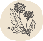 illustration of dandelion flower