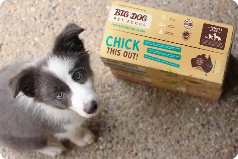 cute Border Collie puppy sitting with boxes of Big Dog Pet Foods