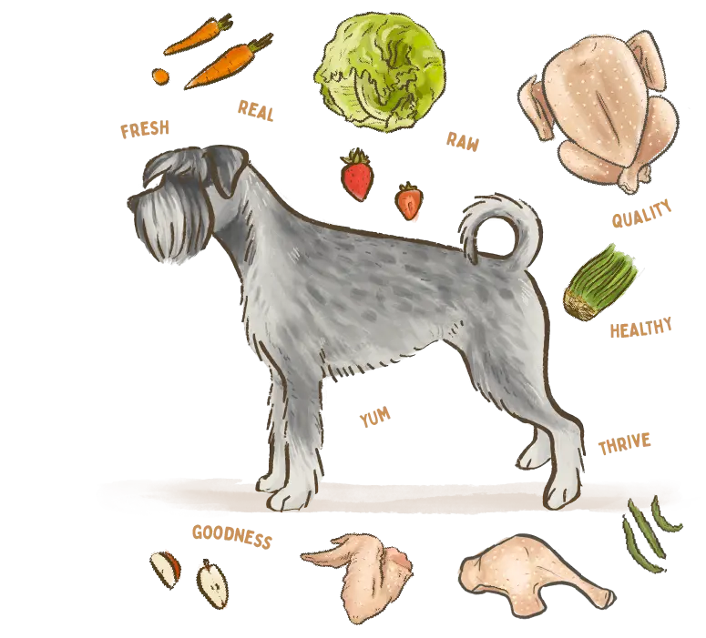 illustration of a Schnauzer dog breed surrounded by fresh ingredients