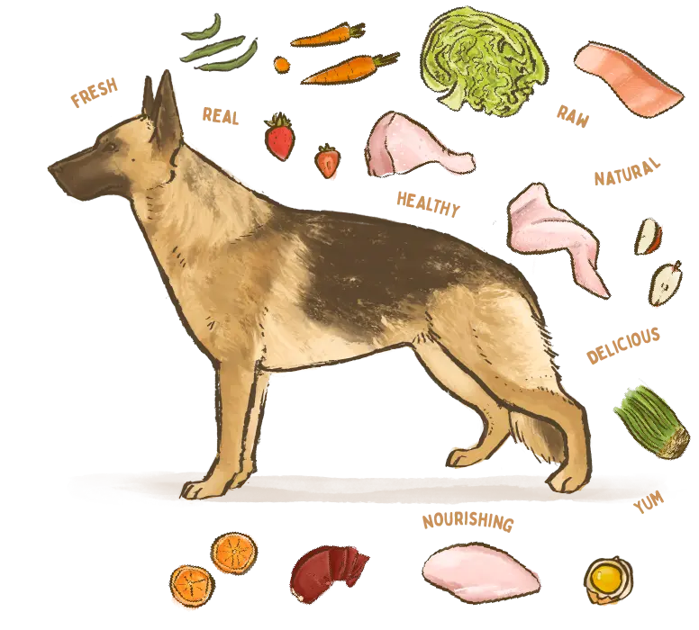 illustration of a German Shepherd dog breed surrounded by fresh ingredients