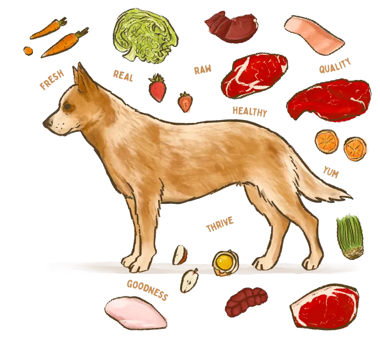 illustration of a Australian Cattle dog breed surrounded by fresh ingredients