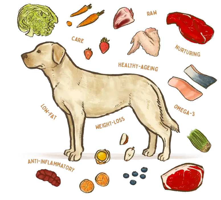 illustration of a Labrador dog breed surrounded by fresh ingredients