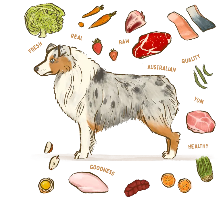 illustration of a Australian Shepherd dog breed surrounded by fresh ingredients