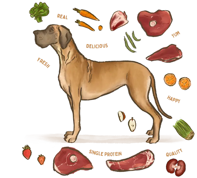 illustration of a Mastiff dog breed surrounded by fresh ingredients