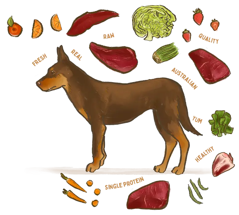 illustration of a Kelpie dog breed surrounded by fresh ingredients