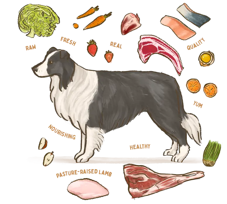 illustration of a Border Collie dog breed surrounded by fresh ingredients