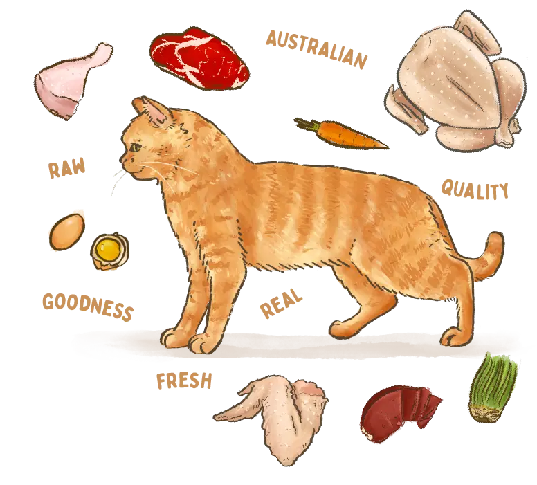 illustration of a Orange British Shorthair cat breed surrounded by fresh ingredients