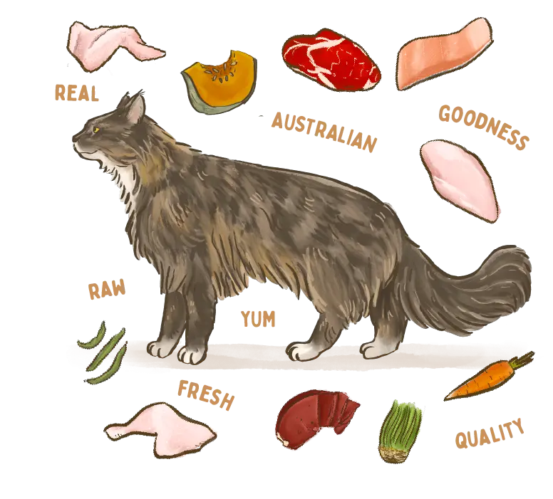 illustration of a Maine Coone cat breed surrounded by fresh ingredients