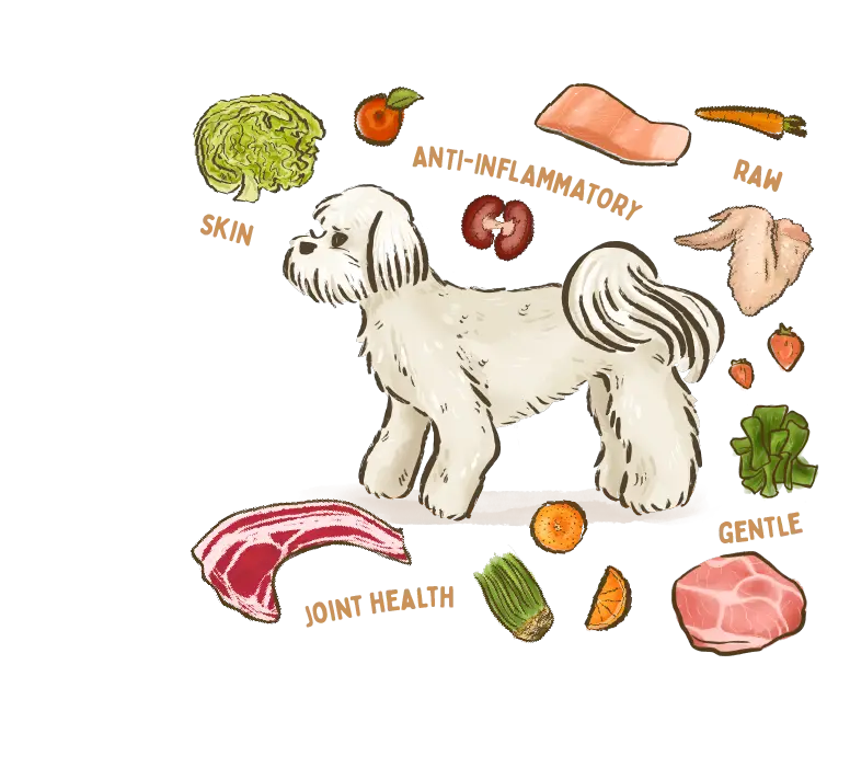 illustration of a Maltese dog breed surrounded by fresh ingredients