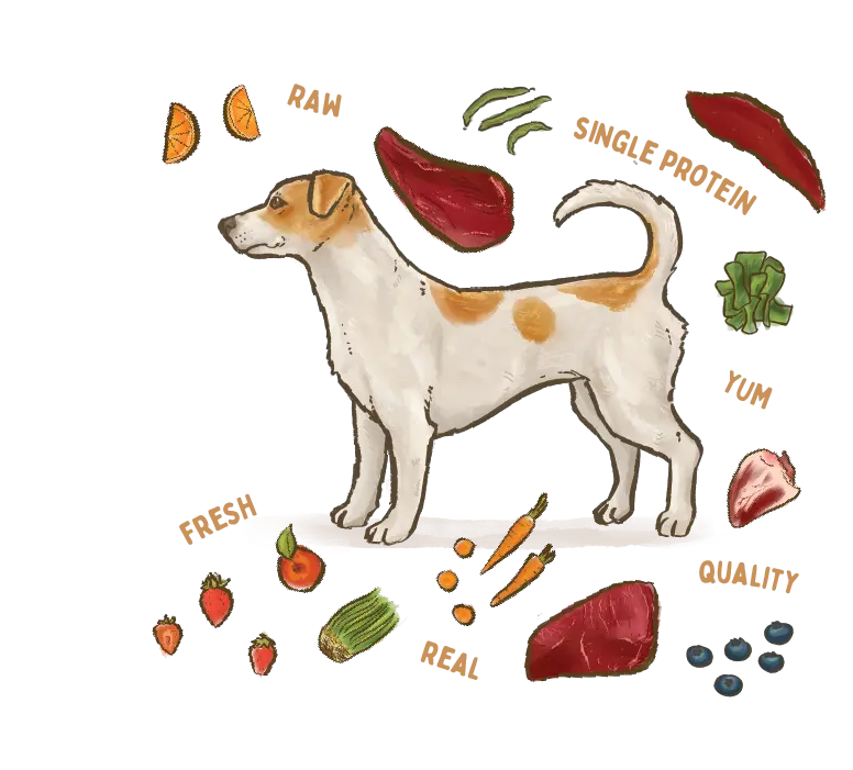 illustration of a Jack Russell Terrier dog breed surrounded by fresh ingredients