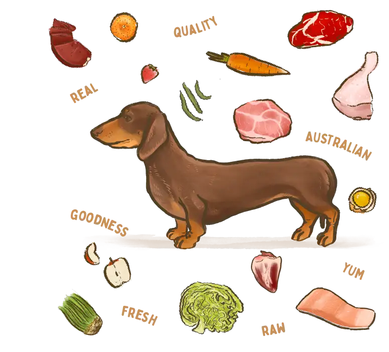 illustration of a Dachshund dog breed surrounded by fresh ingredients