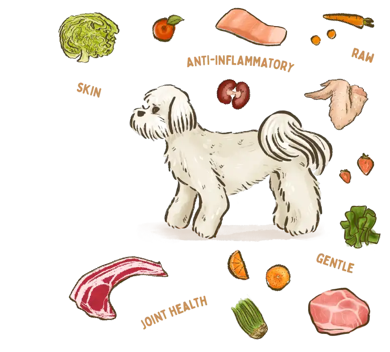 illustration of a Maltese dog breed surrounded by fresh ingredients