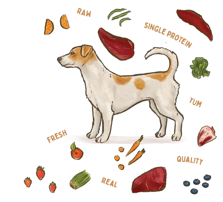 illustration of a Jack Russell Terrier dog breed surrounded by fresh ingredients