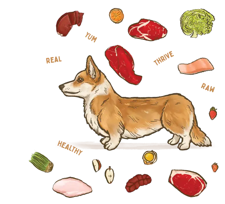 illustration of a Corgie dog breed surrounded by fresh ingredients
