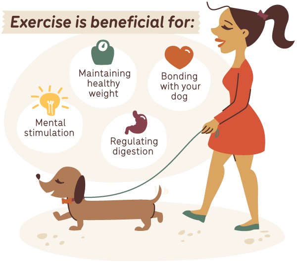 Infographic of a woman walking a sausage dog showing how exercise is beneficial for: mental stimulation, regulating digestion, bonding with your dog and maintaining a healthy weight.w