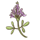 Alfalfa