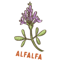Alfalfa