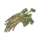 Broccoli sprouts