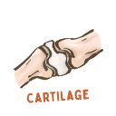 Cartilage