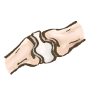 Cartilage