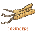 Cordyceps mushroom