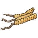 Cordyceps mushroom