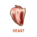 Heart