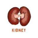 Kidney
